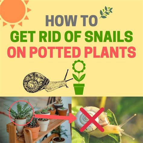 how to get rid of shrews