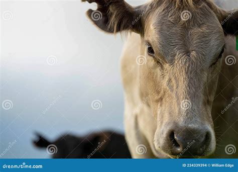 Stud Beef Bulls And Cows Grazing On Grass In A Field In Australia