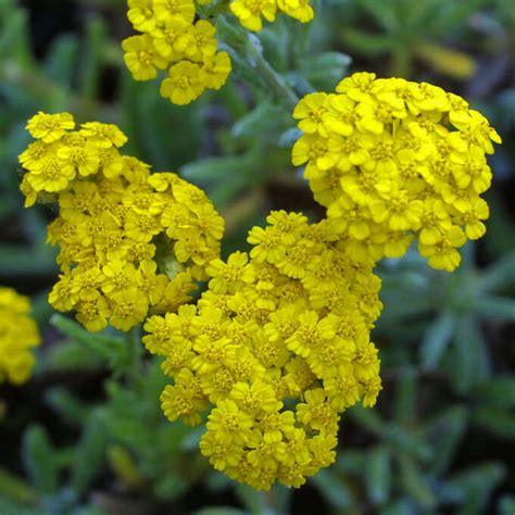 Schafgarbe Achillea Tomentosa Gelb