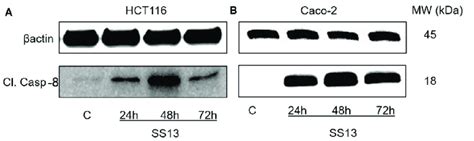 Western Blot Analysis Of Cleaved Caspase 8 After 24 48 And 72 H Of