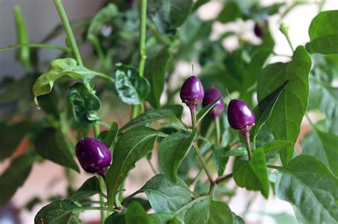 Premium Photo Small Purple Hot Chili Peppers Closeup Capsicum Frutescens Growing Plant Detail