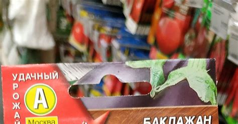 Баклажан Мурзик | Пикабу