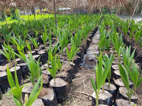 Coco Enano Verde del Brasil... - Coco Enano Verde del Brasil