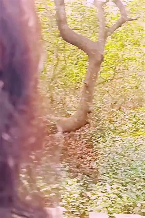 Short Tante Im Freien Hetero Porn Videos Nude TikTok XXX Vertical Sex Reels XHamster