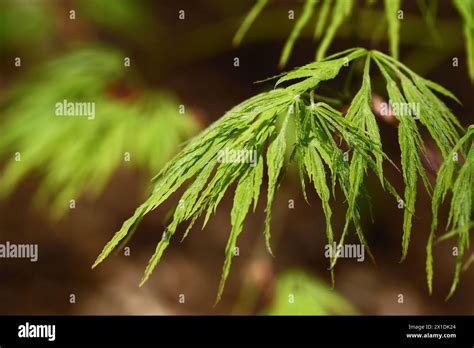 Palm Maple Acer Palmatum Variety Dissectum Stock Photo Alamy
