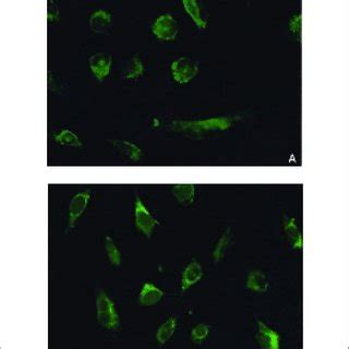 Distribution Of Anti Lbpa Staining In Eahy Cells Eahy Cells Were