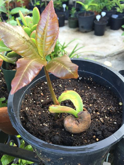 Cashew Nut tree | Noix de cajou, Graine, Arbre