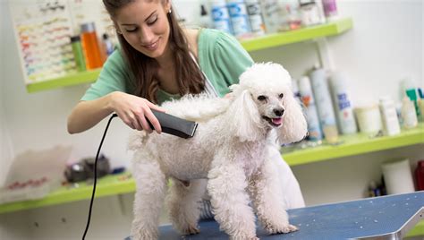 dog shedding  good grooming