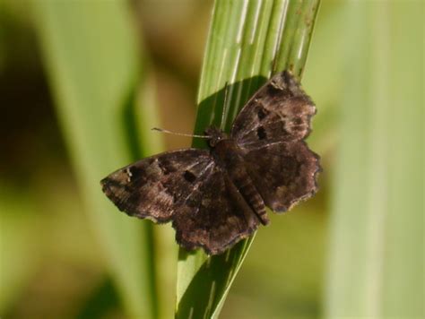 Elfs (Genus Eretis) · iNaturalist