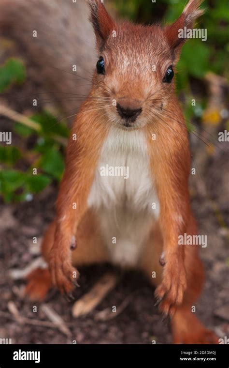 Kopf Und Vorderpfote Eichh Rnchen Fotos Und Bildmaterial In Hoher