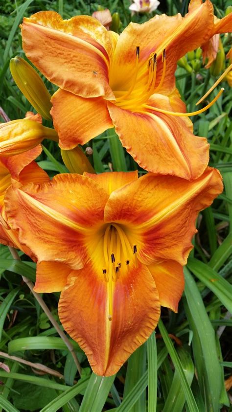 USDA Zone 4 Favourite Daylilies in the Daylilies forum - Garden.org