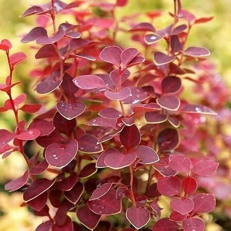 Барбарис Чикита: описание сорта, характеристики, агротехника посадки и ...