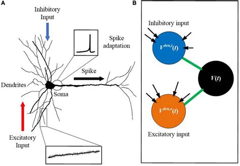 Frontiers Sam A Unified Self Adaptive Multicompartmental Spiking