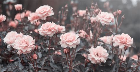 Ultimate Guide To Herbal Aphrodisiacs Of The World