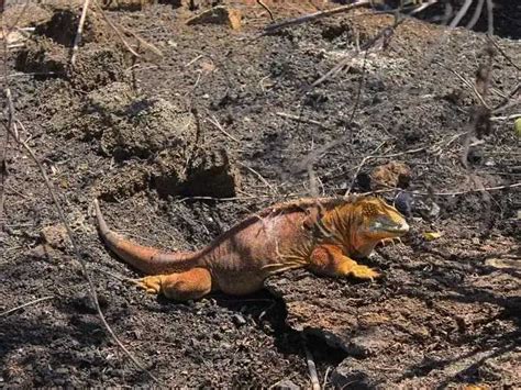 Floreana Island Galapagos Ecuador Tours