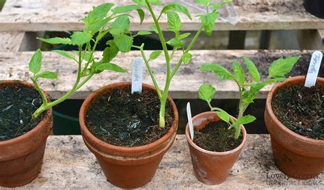 How To Propagate Tomato Plants From Cuttings