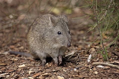 Long Nosed Potoroo Potorous Tridactylus Adult Photo Imagebroker