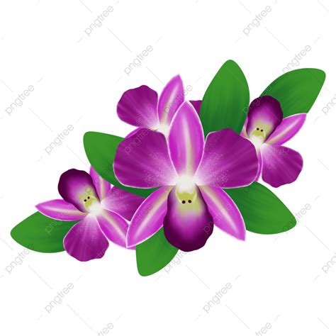 Orchid Flowers White Transparent Orchid Flowers Illustration Flower