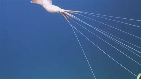 Magnapinna Bigfin Squid — род глубоководных кальмаров из подотряда