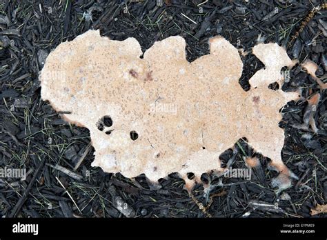 Dog Vomit Slime Mold Fuligo Septica In Wood Chip Mulch Stock Photo