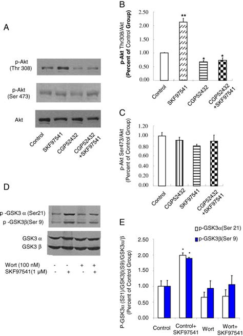 Activation Of GABAB Receptors Elevates Akt Thr 308 Phosphorylation In