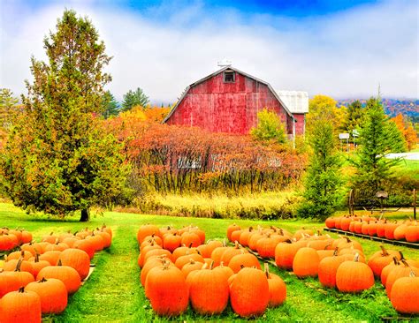 pumpkin patch jigsaw puzzle