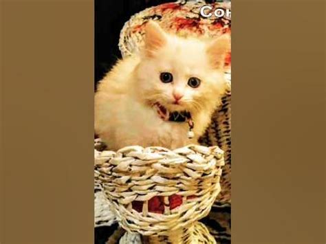 Кошка Соня. большая и маленькая.😺 - YouTube