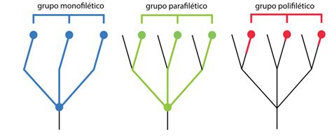 Grupos Parafiléticos - Cladograma - O que é Cladograma? Como analisar? - Biologia