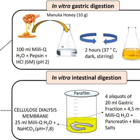 Graphical And Schematic Representation Of The In Vitro Gastrointestinal