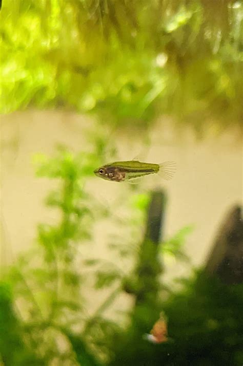 Baby sparkling gourami 💓 : r/Gourami