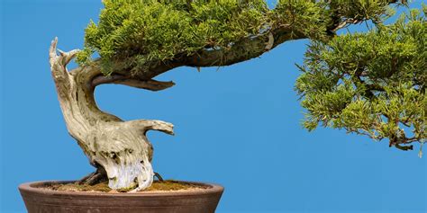 Everything You Need To Know When Growing Juniper Bonsai Trees