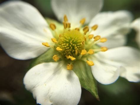 Sex Life Of Strawberries Donna Balzer