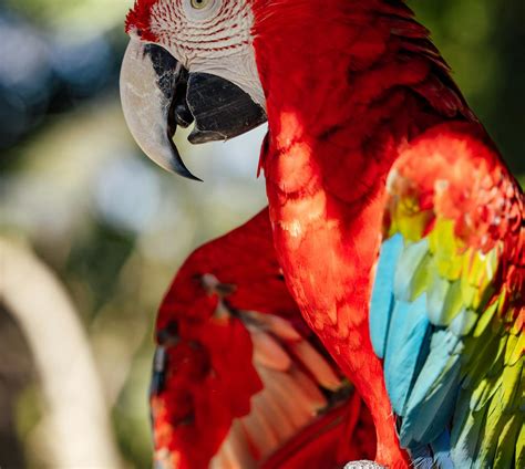 50,000+ Best Animal Pictures · 100% Free Download · Pexels Stock Photos