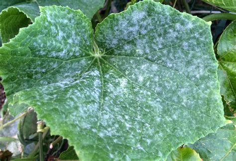 What Causes White Spots On Cucumber Leaves And How To Prevent It