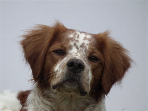 Free Stock Photo 4674 Spaniel Dog Freeimageslive