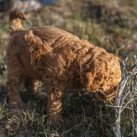 Gresham Oregon Goldendoodle Puppies — High Desert Goldendoodles & Bernedoodles