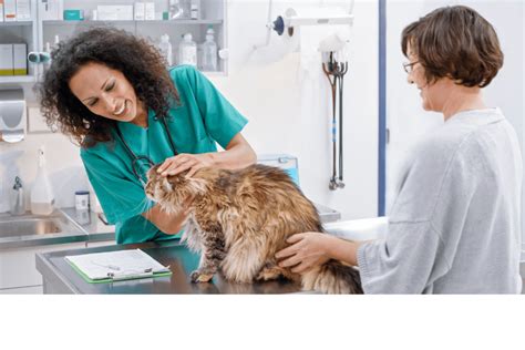 Navigating Difficult Conversations with Your Vet - Center for Pet Loss ...