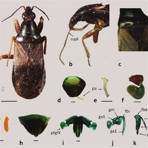 Nabis Punctipennis Ab Dorsal View C Lateral View Df Male Genitalia D Download Scientific