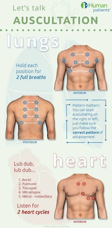 Stethoscope placement for lung sounds - koolvt