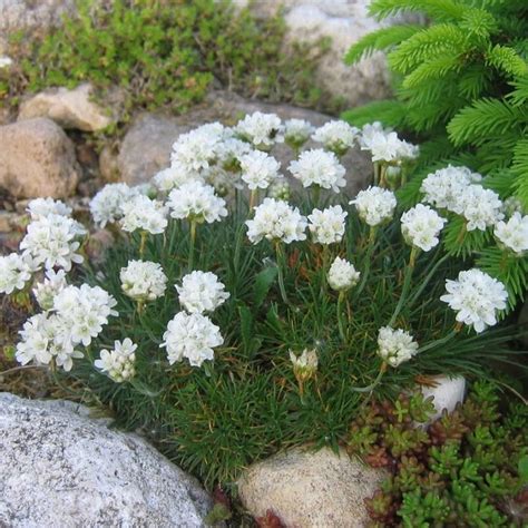 картинка Армерия приморская Альба