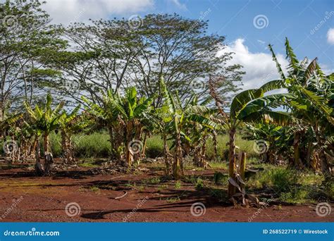 growth  young palm trees   sunny day stock image image  trees