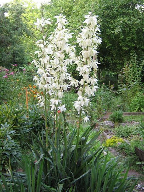 Yucca filifera (Юкка нитеносная) | floristikus.ru