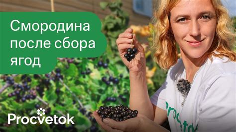 ТРИ ПРАВИЛА ЧЕРНОЙ СМОРОДИНЫ И КРЫЖОВНИКА ПОСЛЕ СБОРА ЯГОД! Закладываем ...