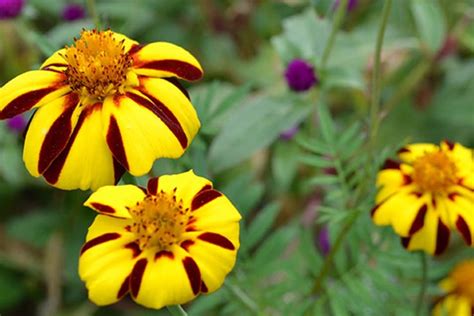 Striped French Marigold Monticello