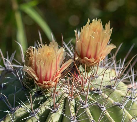 Ferocactus Townsendianus In November 2023 By Dan Fitzgerald Fitz