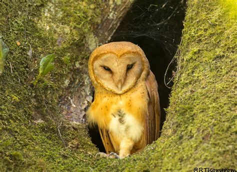 Madagascar Red Owl Tyto Soumagnei Female Looking Out It  Flickr