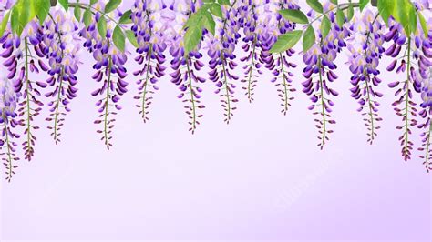 Seamless Wisteria Flowers Petal Beautiful Nature Purple Flower