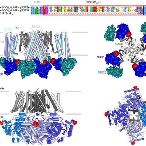 A Structural Basis For Heme Binding A Sequence Alignment Between Two