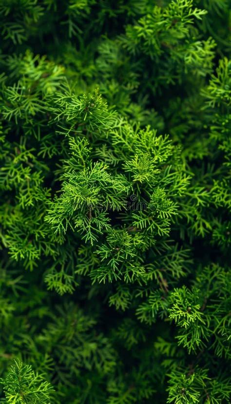 Sophisticated Monochrome Background With Varied Green Thuja Leaves For