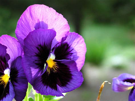 Pansy wallpapers, Earth, HQ Pansy pictures | 4K Wallpapers 2019